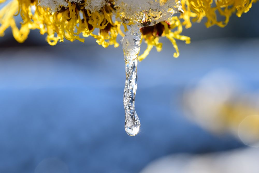 Eiszapfen an Blüte