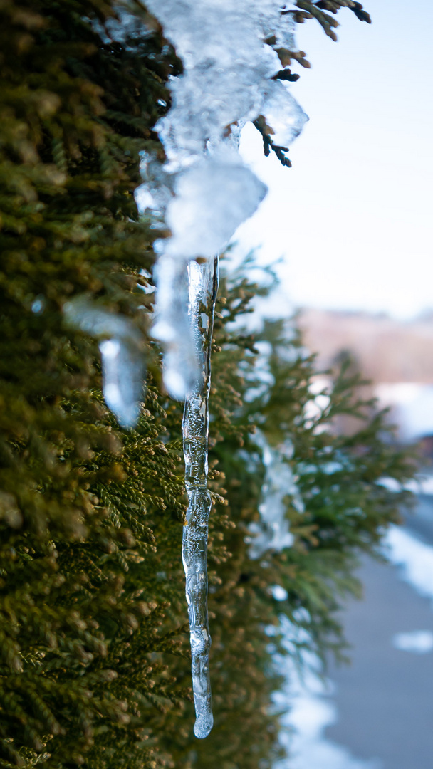 Eiszapfen an der Hecke