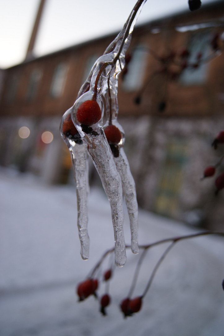 Eiszapfen an Pflanze 2