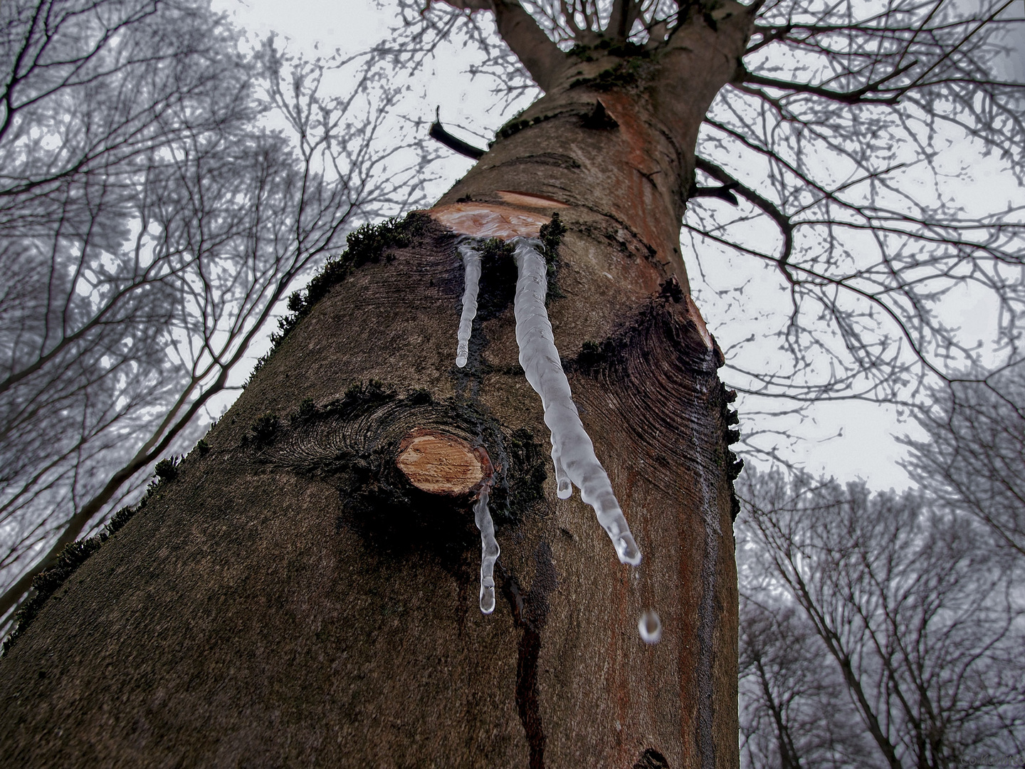 Eiszapfen aus Astloch