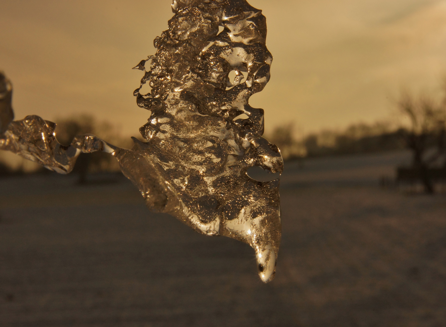 Eiszapfen der anderen Art in der Morgensonne