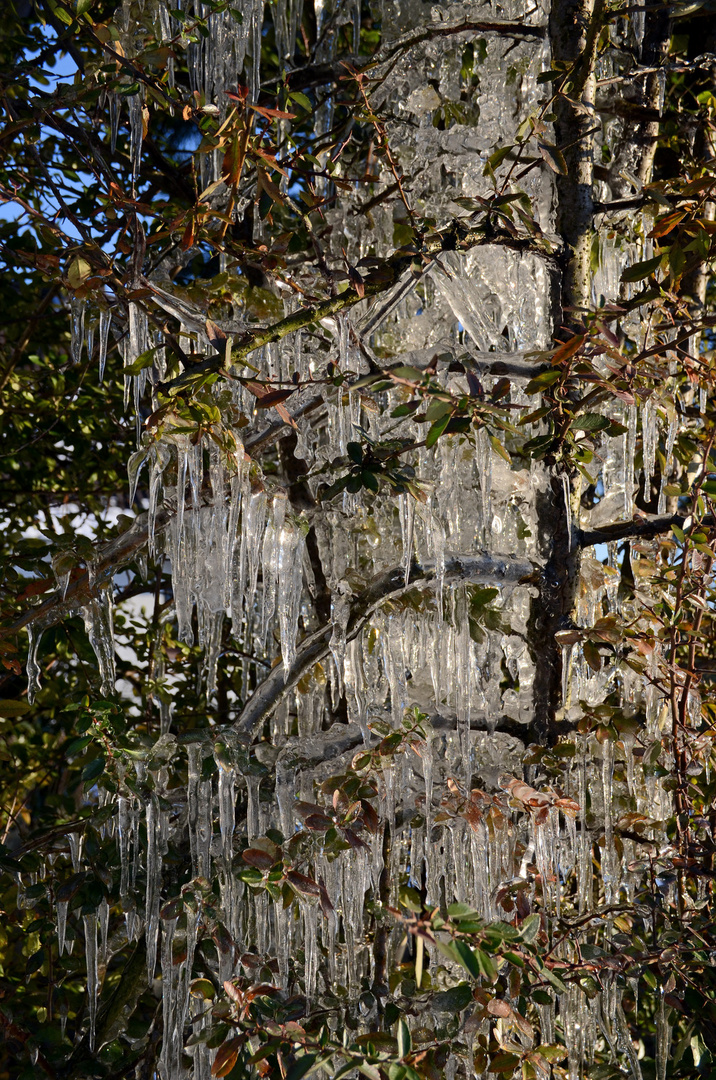 Eiszapfen im Baum