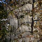 Eiszapfen im Baum