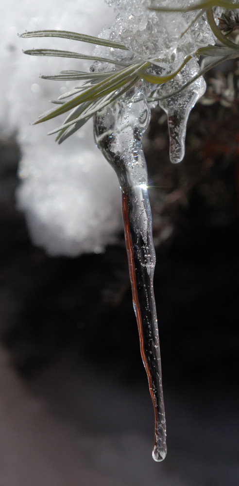 Eiszapfen im Gewürzgärtchen