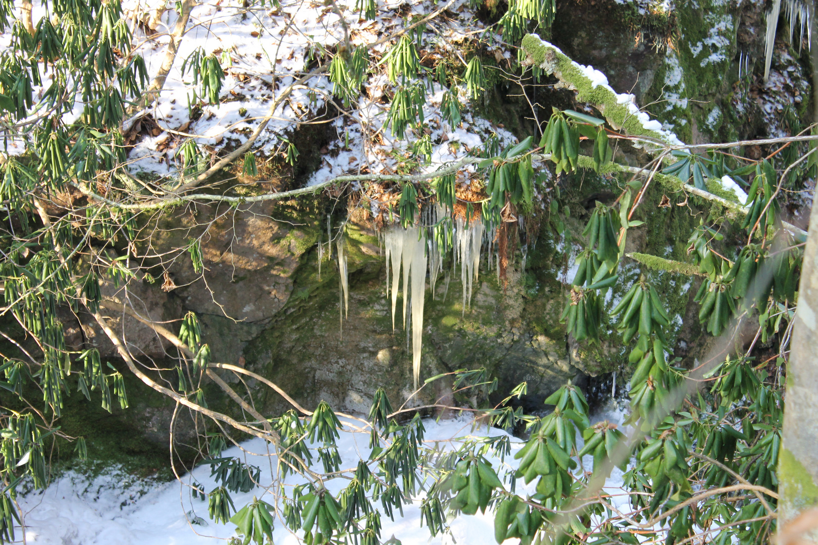 Eiszapfen im Wald ...