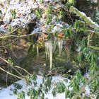 Eiszapfen im Wald ...