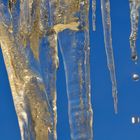 Eiszapfen in der Abendsonne