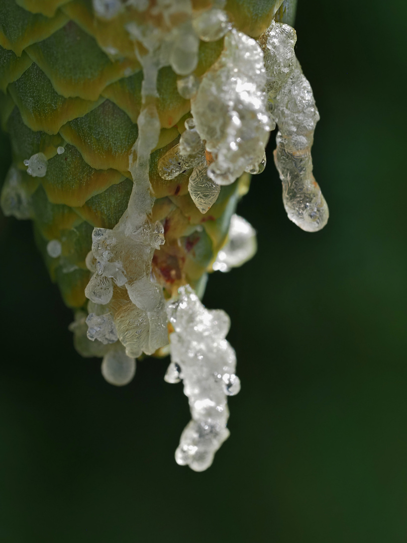 Eiszapfen? Mitten im Sommer?