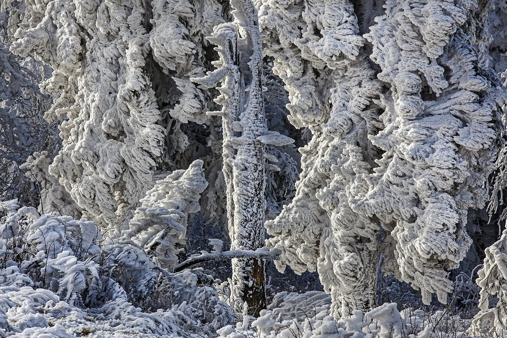 EISZAUBER auf dem Großen Feldberg/Ts.