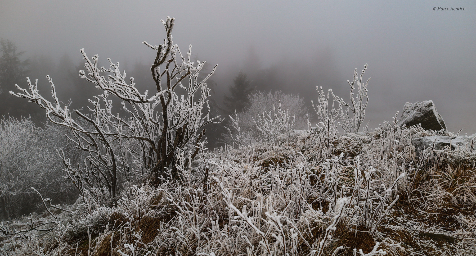 Eiszauber im Nebel