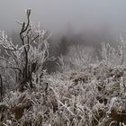 Eiszauber im Nebel