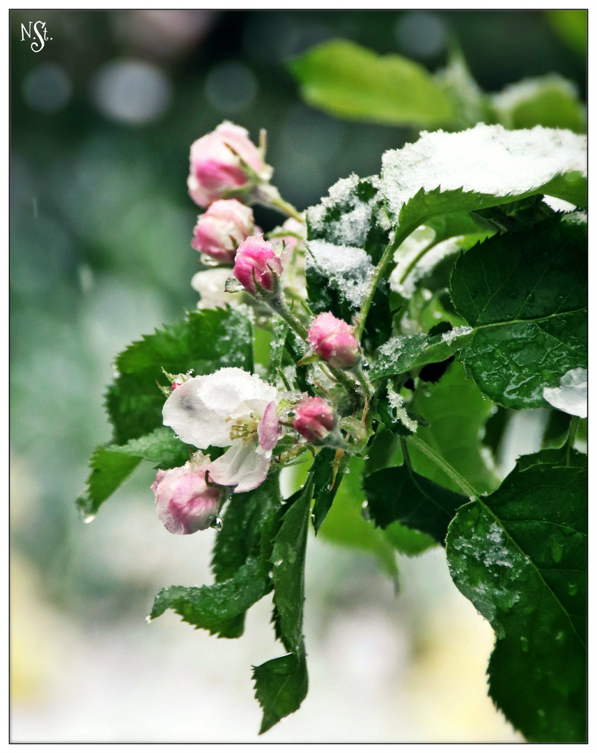 Eiszauber zu Ostern