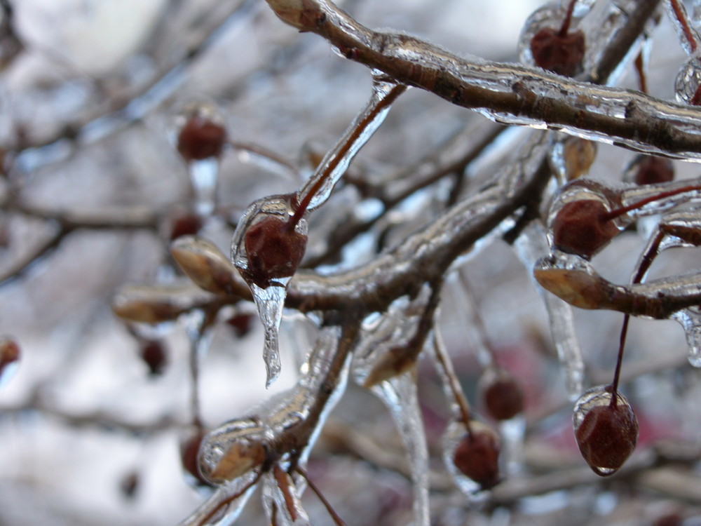 eiszeit