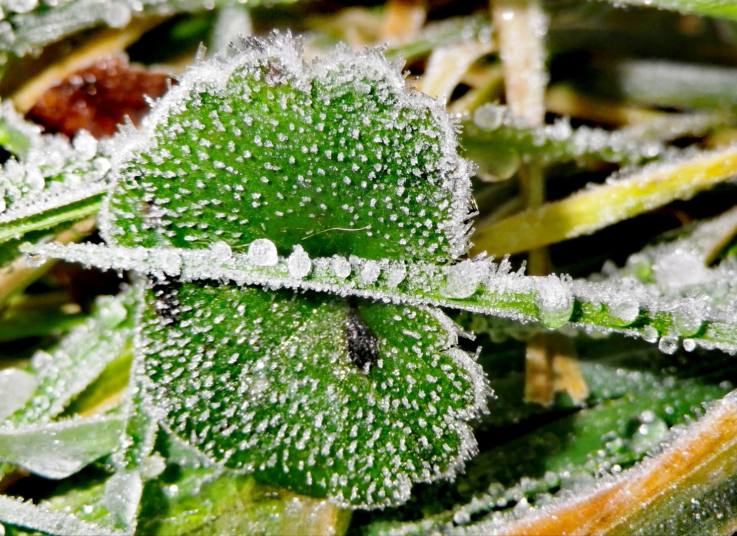 " Eiszeit "