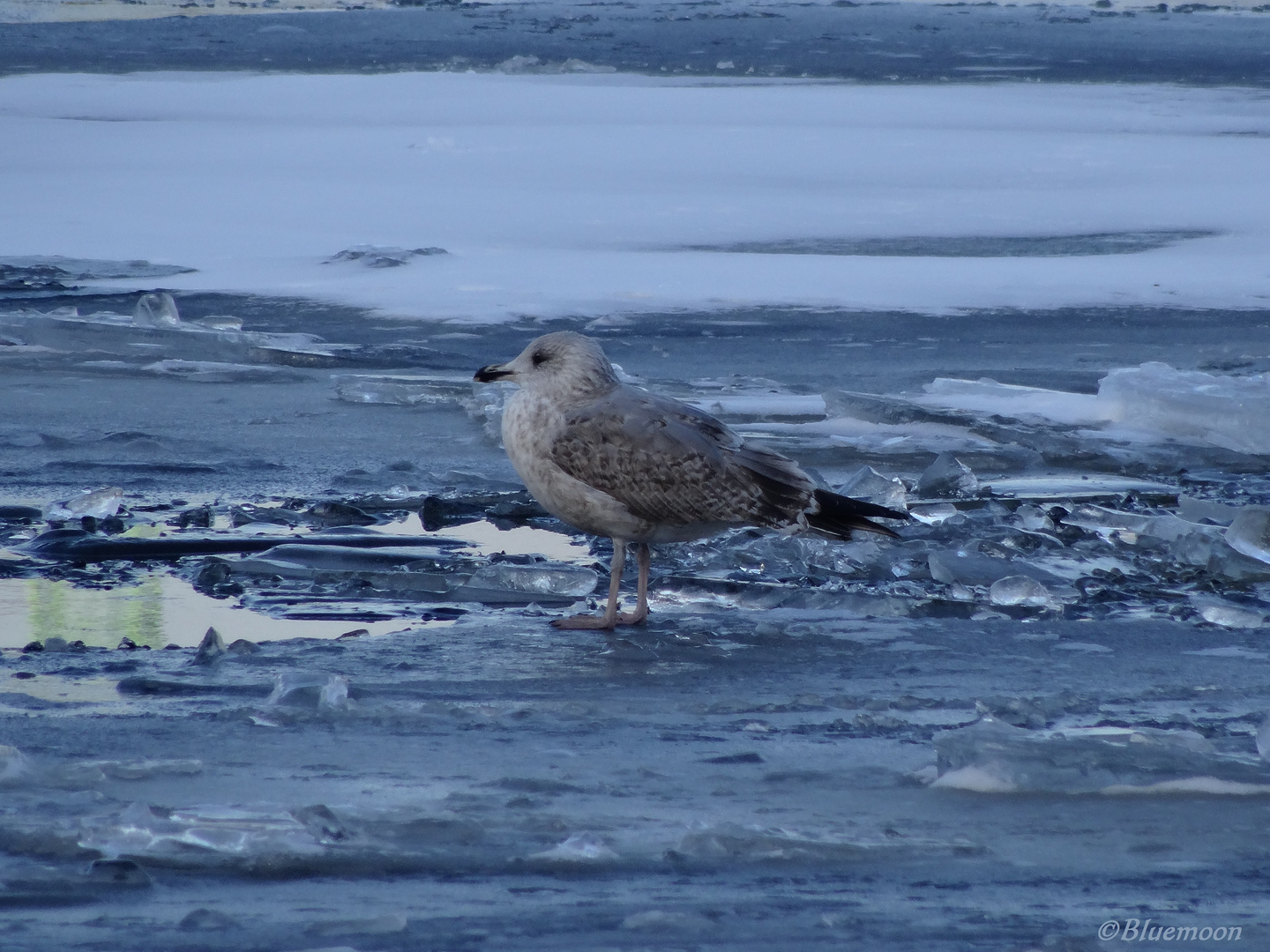 Eiszeit