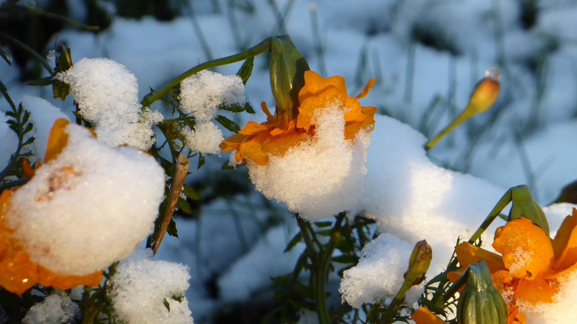 Eiszeit