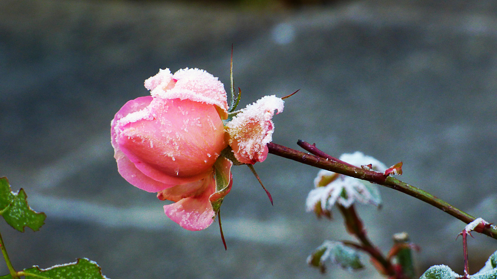 Eiszeit