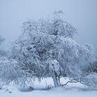 ***Eiszeit***