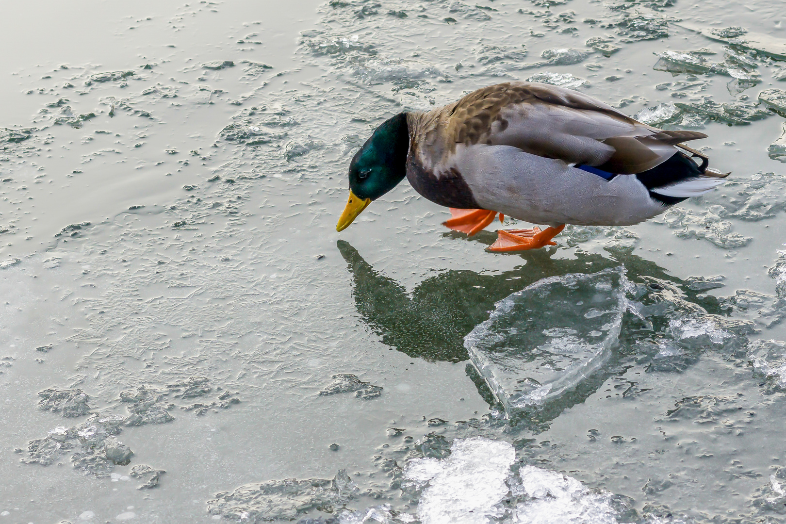 Eiszeit am Fluß