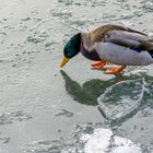 Eiszeit am Fluß