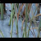 Eiszeit am Ufer