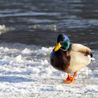 Eiszeit an der Weser