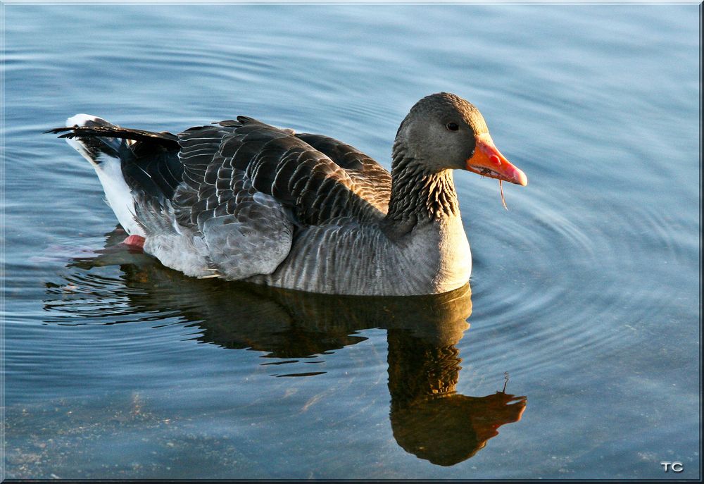 EISZEIT AUCH FÜR GÄNSE