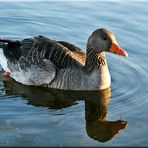 EISZEIT AUCH FÜR GÄNSE