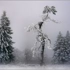 Eiszeit auf dem Kahlen Asten