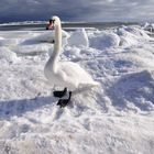 Eiszeit auf Rügen /Thiessow)