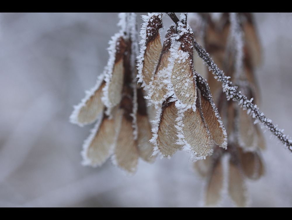 EisZeit