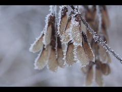 EisZeit