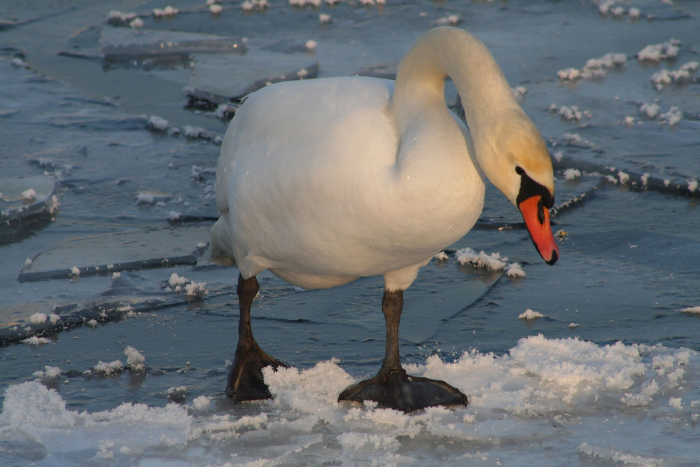 EISZEIT