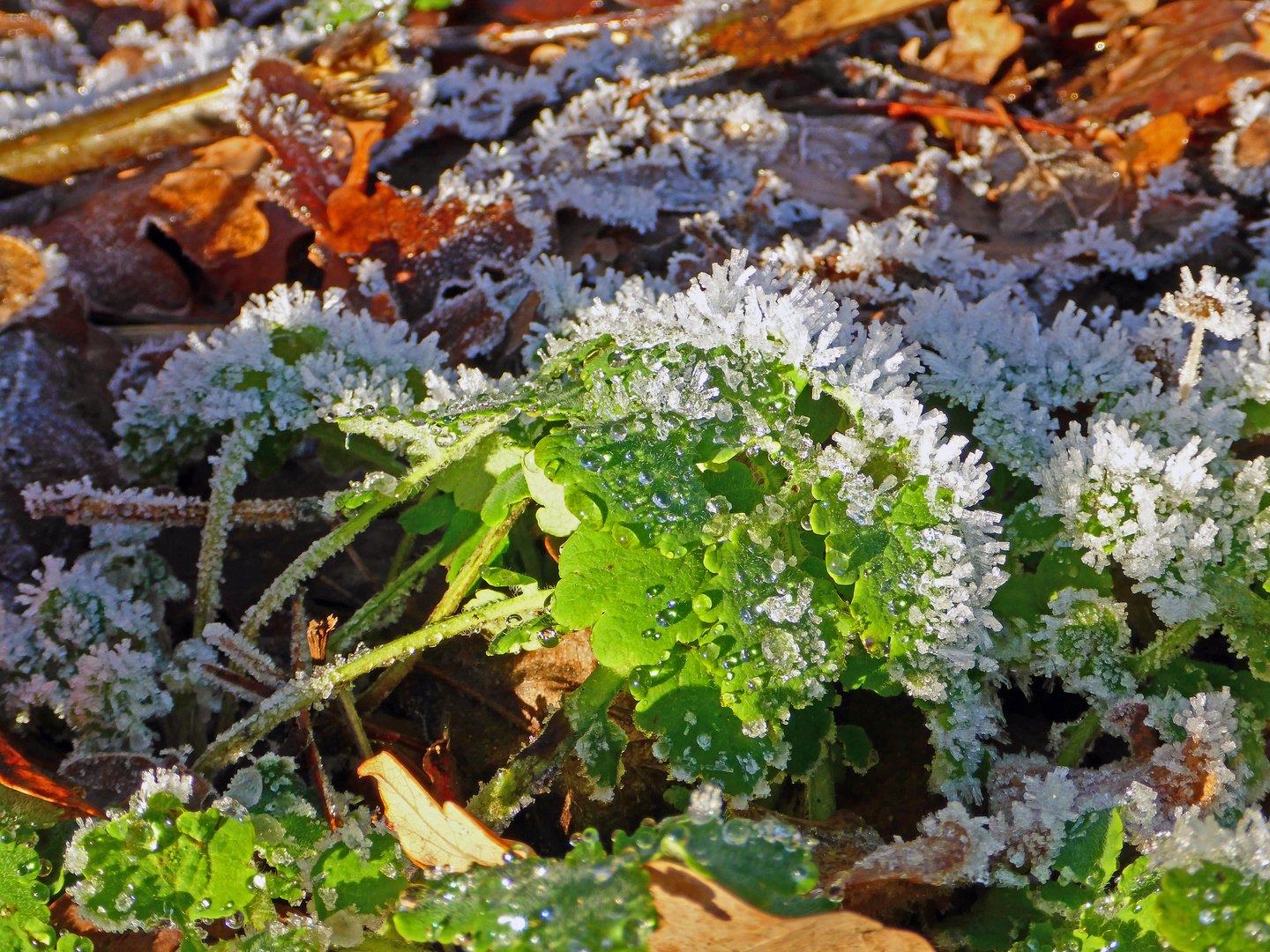 eiszeit