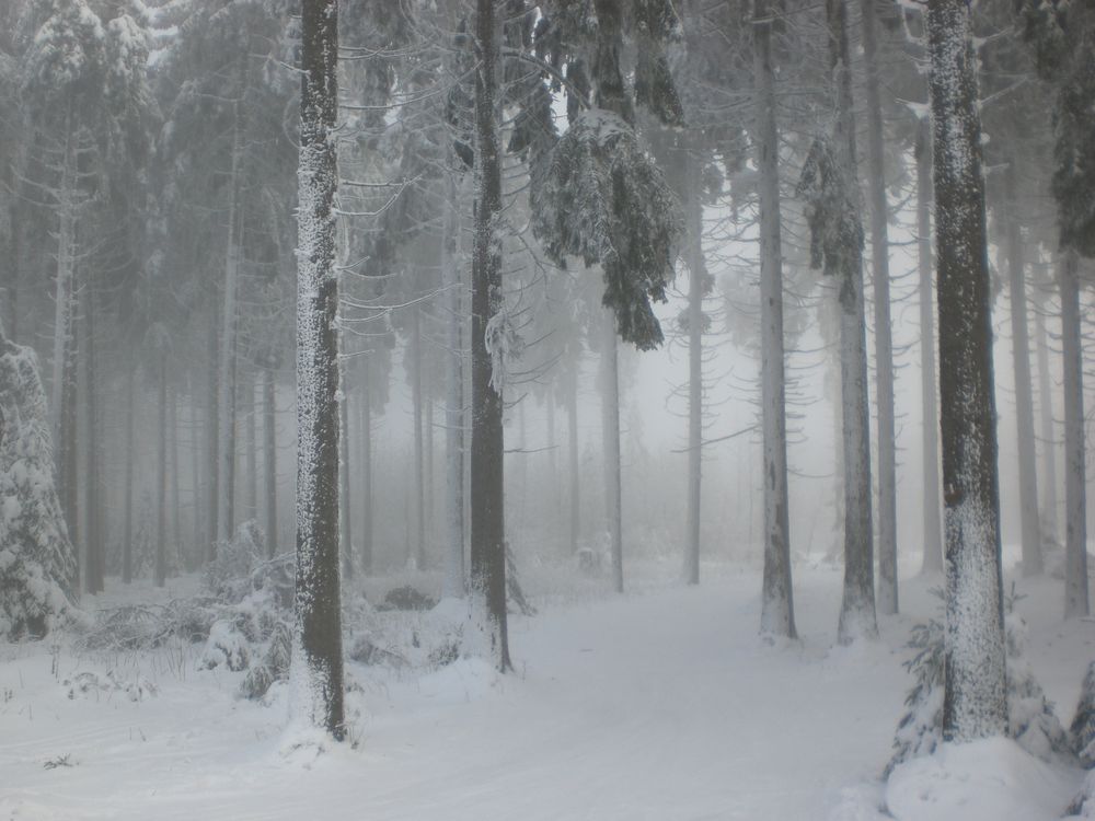 Eiszeit von Nici Walter 