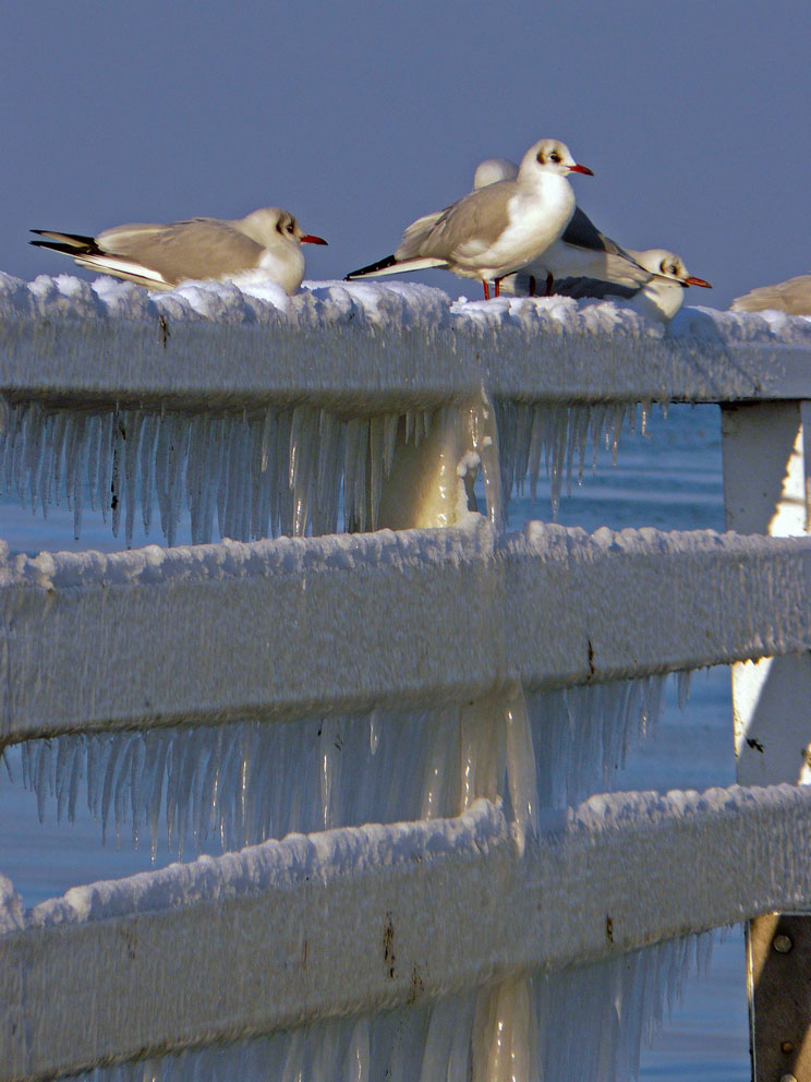 Eiszeit für die Niendorfer Möwen