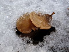 Eiszeit für Kuschler