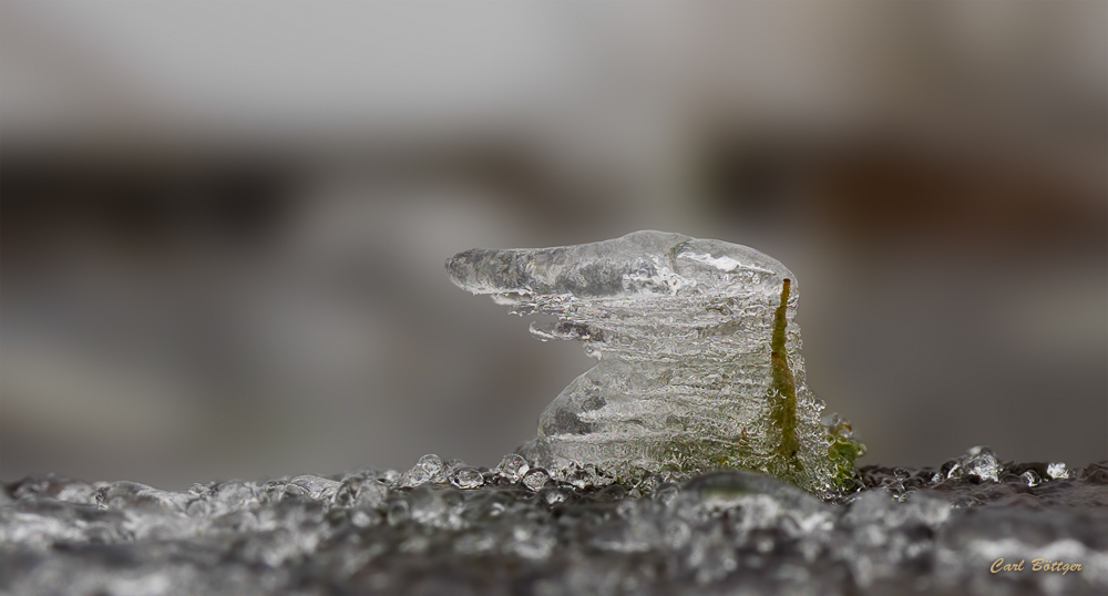 EisZeit - Gewöhnliche Säulenflechte (Cladonia coniocraea)