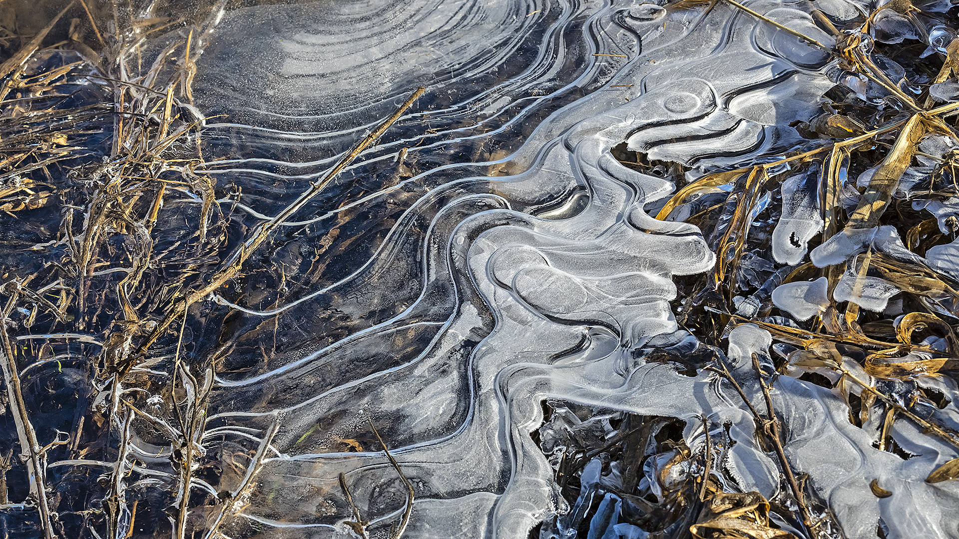 EISZEIT im Bingenheimer Ried