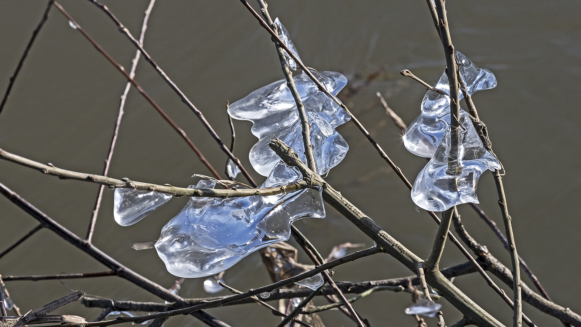 EISZEIT im Bingenheimer Ried