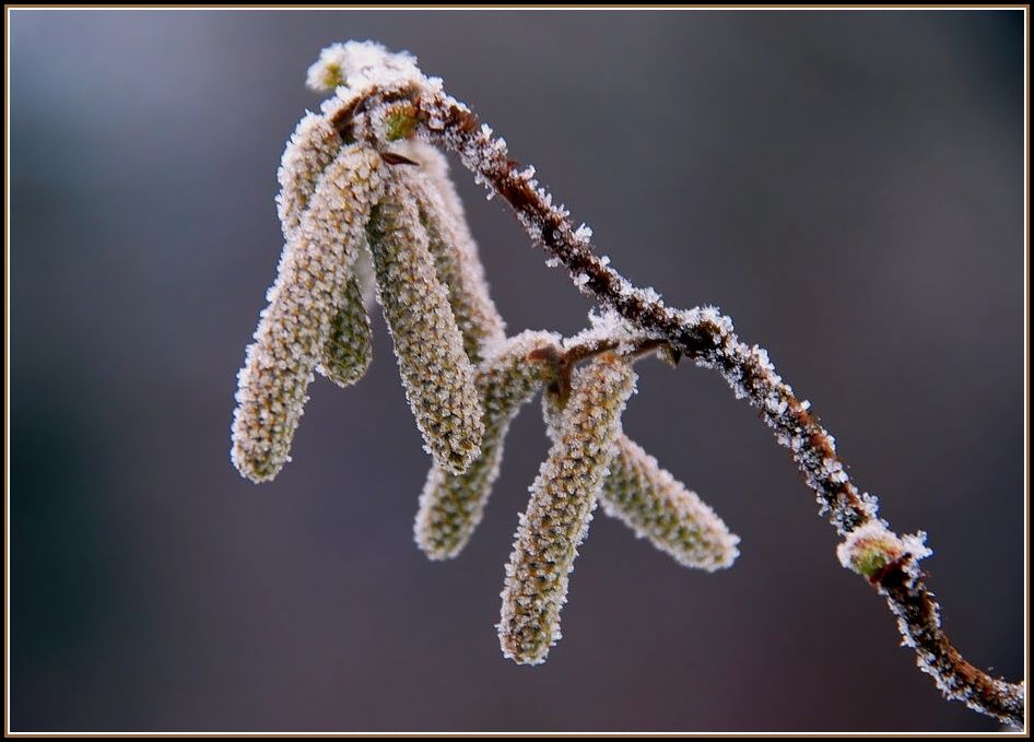 Eiszeit im Garten