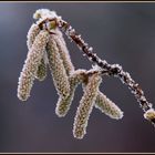 Eiszeit im Garten