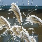 Eiszeit im Garten