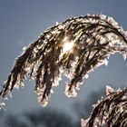 Eiszeit - Im Gegenlicht