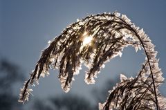 Eiszeit - Im Gegenlicht