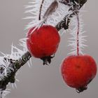 Eiszeit im Januar