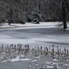 Eiszeit im Luisium I