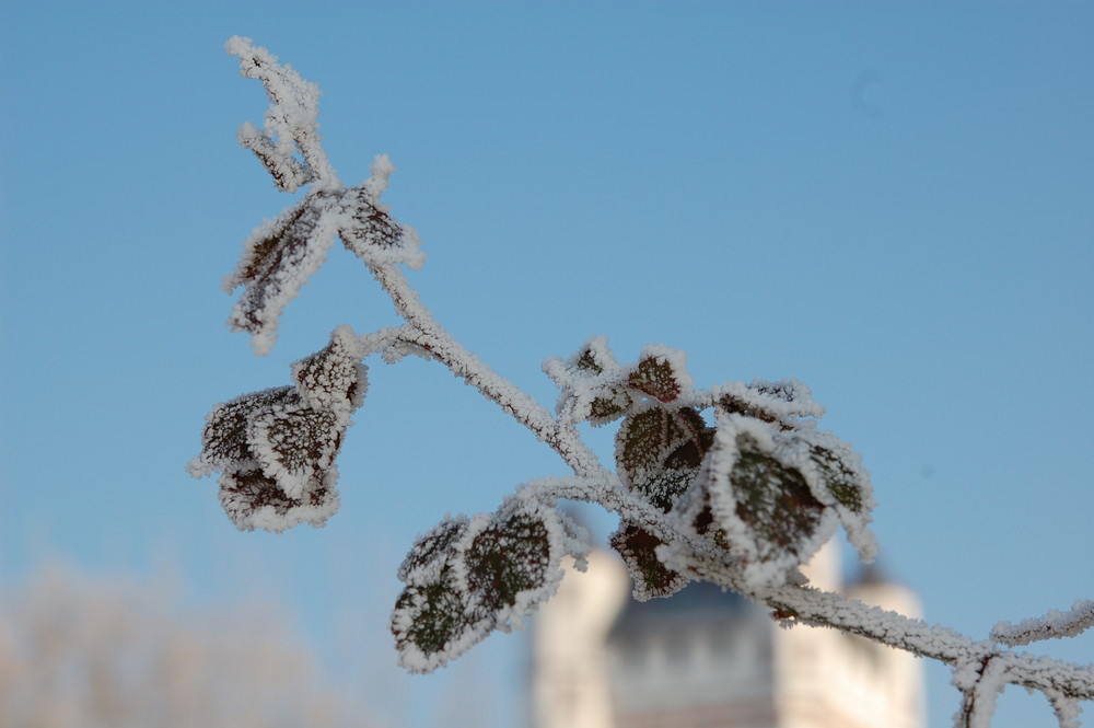 Eiszeit im Rheingau