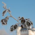 Eiszeit im Rheingau