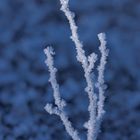 Eiszeit im Toten Moor